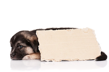 Image showing Puppy with paper