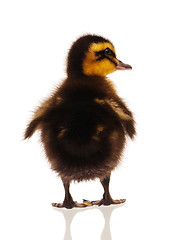 Image showing Domestic duckling