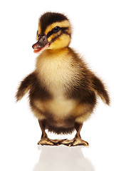 Image showing Domestic duckling