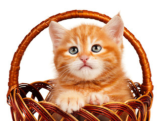 Image showing Red kitten