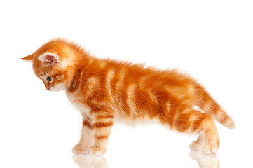 Image showing Red kitten