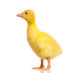 Image showing Domestic gosling