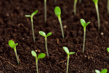 Image showing Green seedling