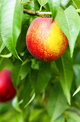 Image showing Ripe peaches