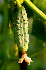 Image showing Green cucumber