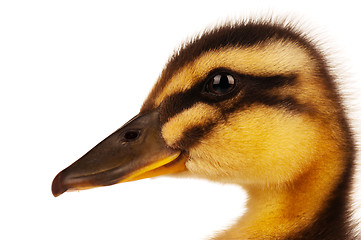 Image showing Domestic duckling