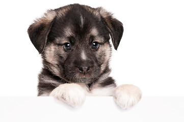 Image showing Puppy with paper