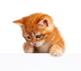 Image showing Red kitten