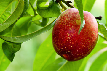 Image showing Ripe peaches