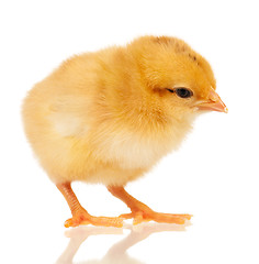 Image showing Little chicken