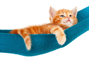 Image showing Red kitten