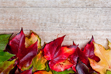 Image showing autumn leaves