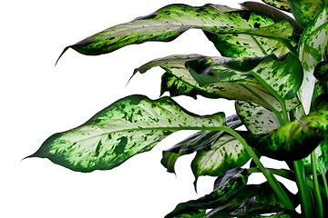 Image showing Dieffenbachia