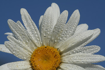 Image showing Daisy