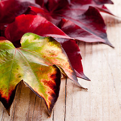 Image showing autumn leaves