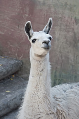 Image showing Llama