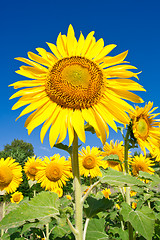 Image showing Sunflower