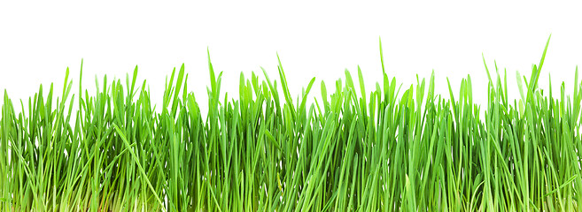 Image showing Green grass