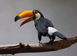 Image showing Toucan