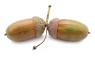 Image showing Acorn