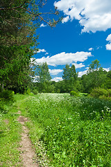 Image showing Summer landscape