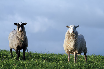 Image showing Sheep