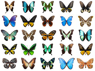 Image showing Tropical butterflies