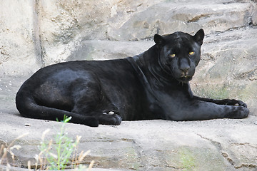 Image showing Black panther