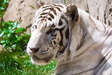 Image showing White Tiger