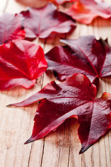 Image showing red autumn leaves