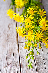 Image showing wild yellow flowers