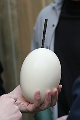 Image showing Egg