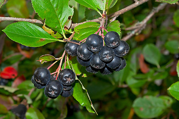 Image showing Black chokeberries.