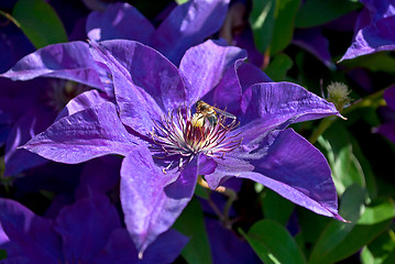 Image showing Bee on a flower.