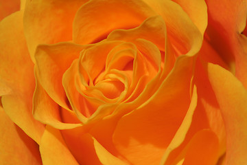 Image showing Rose