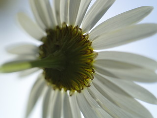 Image showing daisy chain