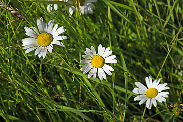 Image showing Shasta Daisy