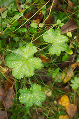 Image showing Alchemilla, Lady's mantle.