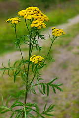 Image showing Tansy blooming in July