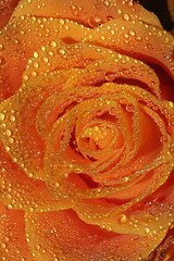 Image showing Rose