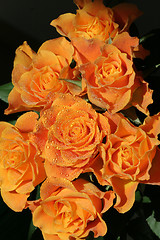 Image showing Roses