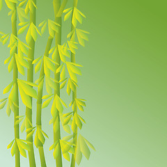 Image showing bamboo