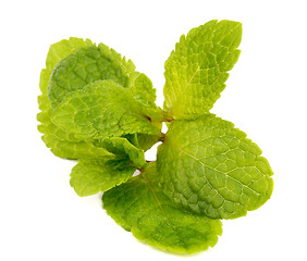 Image showing Mint Leafs