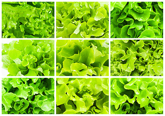 Image showing Lettuce