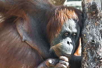 Image showing Orangutan
