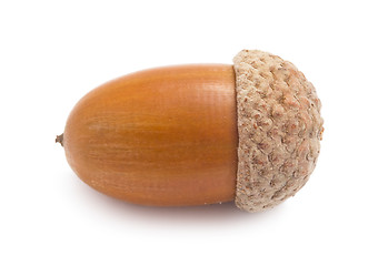 Image showing Acorn