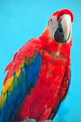 Image showing Ara parrot