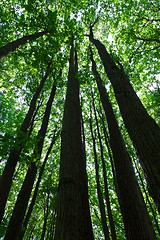 Image showing Green forest