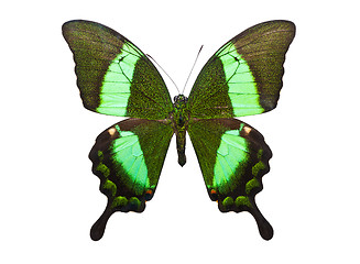 Image showing Butterfly Papilio Palinurus