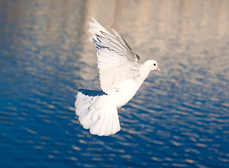 Image showing White pigeon